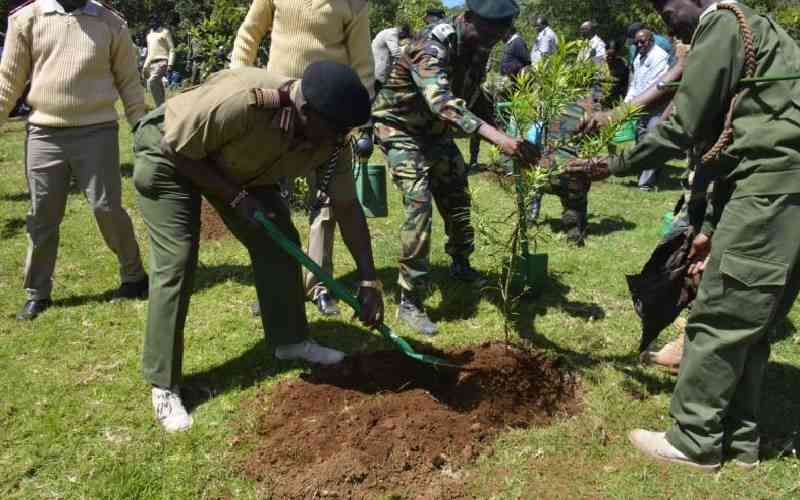 Forest Restoration Projects